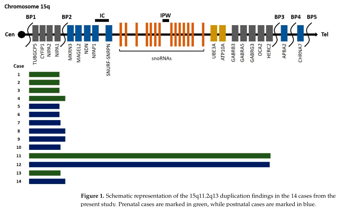 ## Context ID: pqac-00000015 The document provides a figure and several tables that summarize the breakpoint structure and phenotype frequencies for 15q11-q13 d