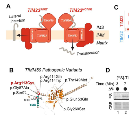 ## Context ID: pqac-00000031 Figure 1 panels A and B show the TIM23 SORT vs MOTOR mitochondrial import pathways and the mapped TIMM50 variants, respectively. Pa