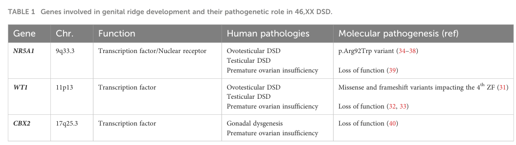 ## Context ID: pqac-00000012 I have extracted the tables listing genes and phenotypes for 46,XX DSD, including those relevant to gonadal dysgenesis and prematur