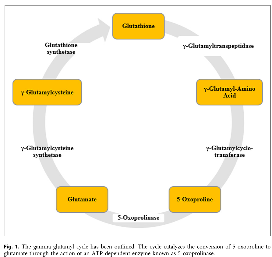 ## Context ID: pqac-00000016 The gamma-glutamyl cycle (5-oxoproline pathway) is illustrated in Figure 1, which outlines the conversion of 5-oxoproline to glutam