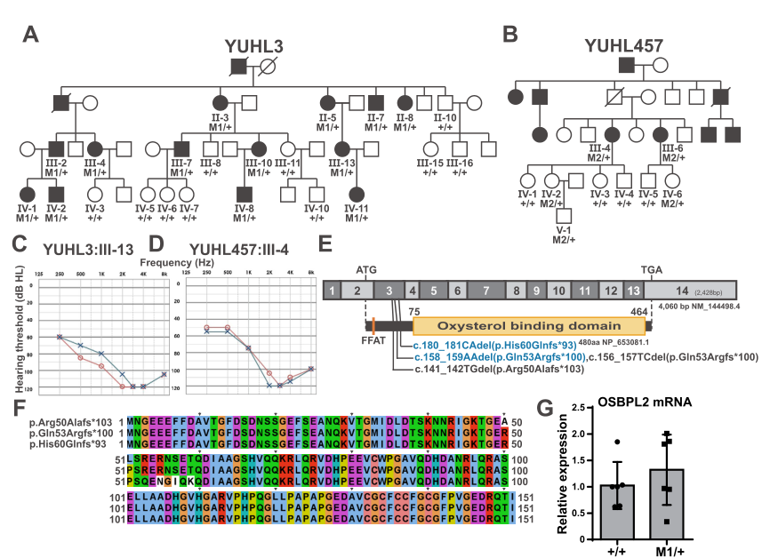 ## Context ID: pqac-00000013 Figure 1 from the document provides a comprehensive overview of DFNA67, including: - **Pedigrees** (Panels A and B) for the YUHL3 a