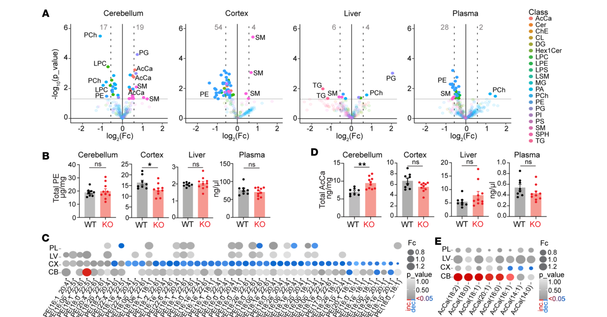 ## Context ID: pqac-00000023 The requested panels and captions from Figure 5 and Figure 6 are provided. Figure 5 illustrates cerebellar lipidomics, including un