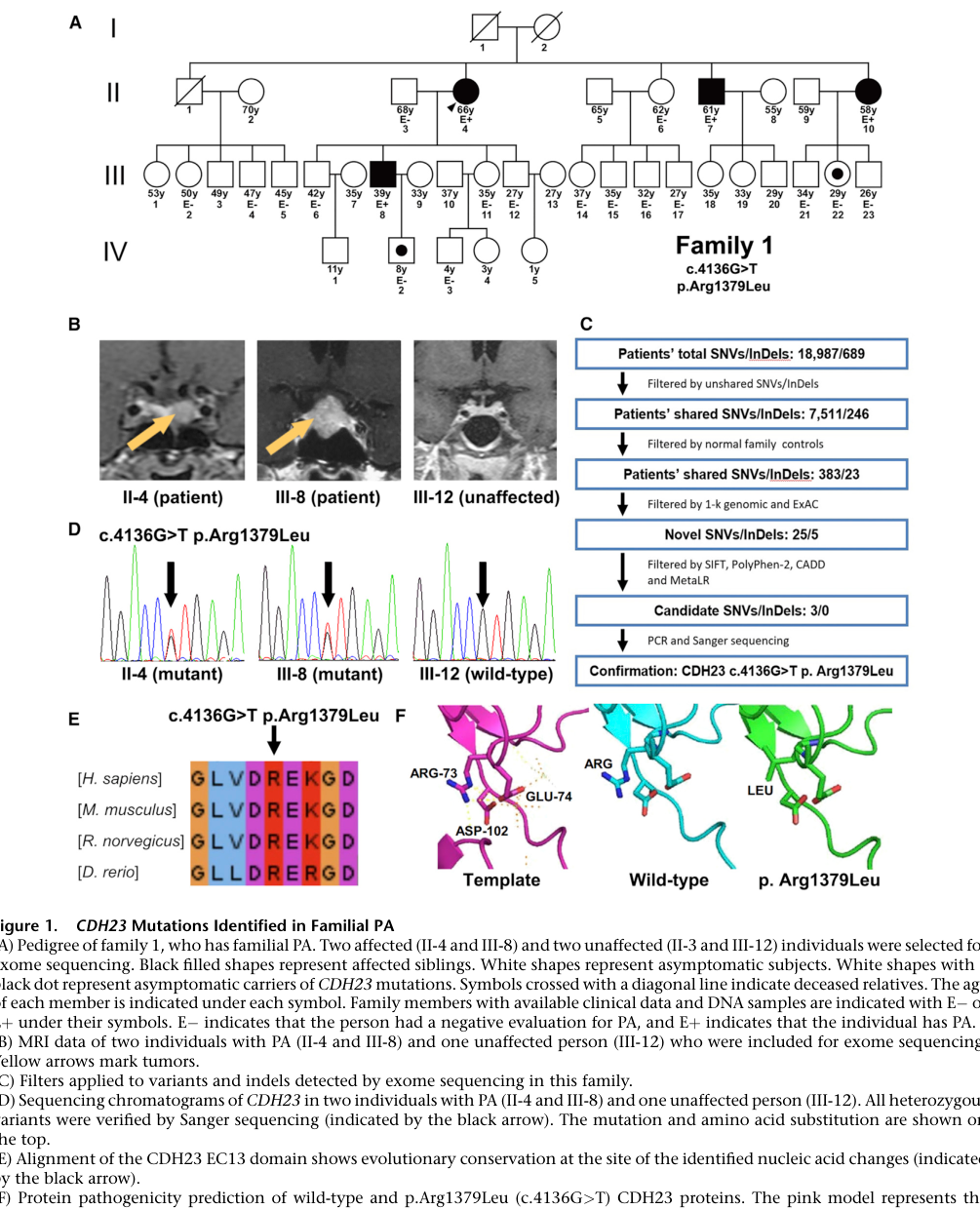 ## Context ID: pqac-00000008 The main figure showing the family pedigree for the CDH23 variant c.4136G>T (p.Arg1379Leu) is Figure 1. Figure 1A presents the pedi