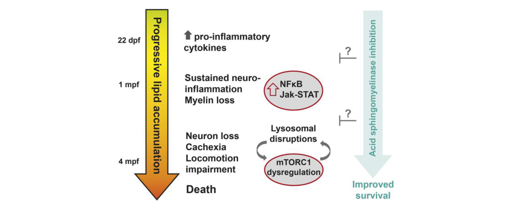 ## Context ID: pqac-00000014 The main figure summarizing the phenotypes and therapeutic pathway is Figure 8, which provides a schematic of disease progression a