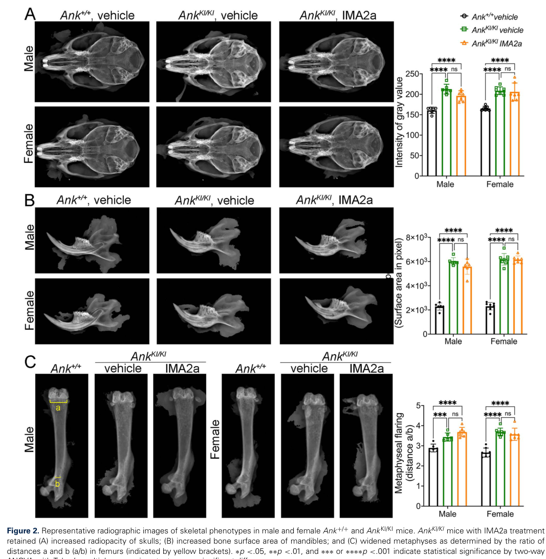 ## Context ID: pqac-00000023 Figure 2 and Figure 3 present the comparison of skeletal phenotypes in Ank+/+ and AnkKI/KI mice, with and without IMA2a treatment. 