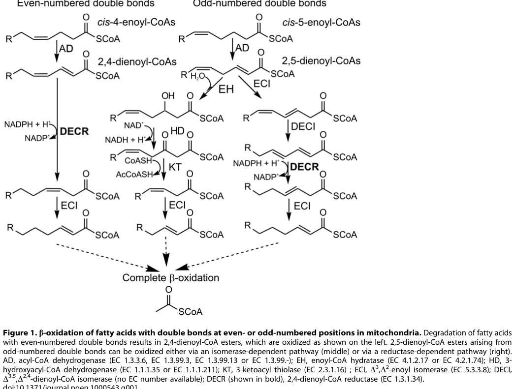 ## Context ID: pqac-00000014 The document provides both a schematic of the metabolic pathway and empirical data on biomarkers associated with 2,4-dienoyl-CoA re