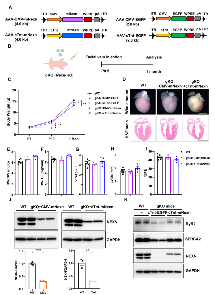 ## Context ID: pqac-00000063 Figure 1 from the document provides the most comprehensive evidence of AAV-Nexn rescue in Nexn knockout (gKO) mice. It demonstrates