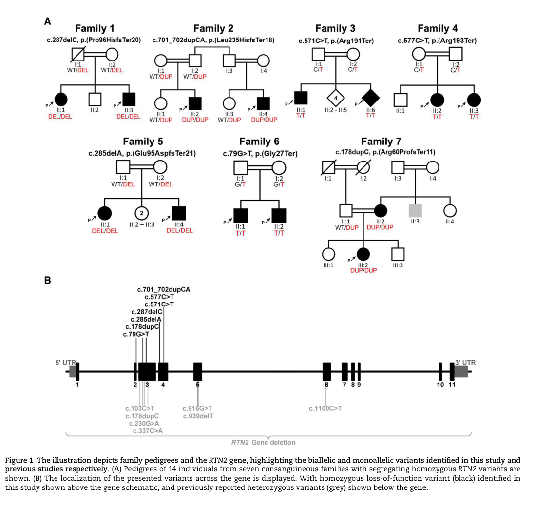 ## Context ID: pqac-00000040 The requested information on RTN2-related distal hereditary motor neuropathy is presented in Figure 1 and Table 1. Figure 1 (page 3