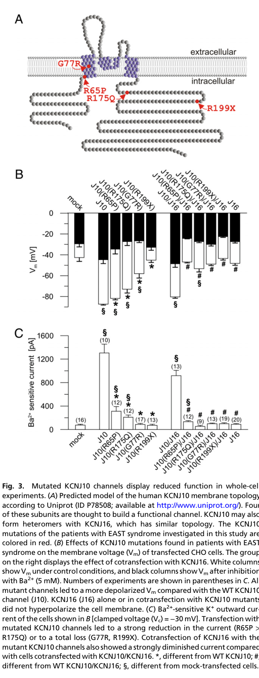 ## Context ID: pqac-00000013 The document contains several figures illustrating KCNJ10 (Kir4.1) mutations and their functional consequences in EAST syndrome. Fi