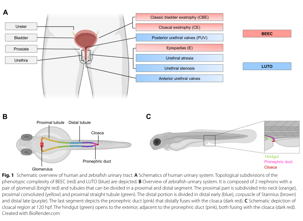 ## Context ID: pqac-00000025 Figure 1, found on page 2, provides a schematic overview of the human and zebrafish urinary tracts. Panel A specifically illustrate