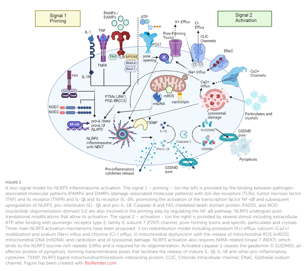 ## Context ID: pqac-00000029 The requested information can be found in Table 1 and Figure 2 of the document. Table 1 (page 3) outlines the clinical spectrum of 