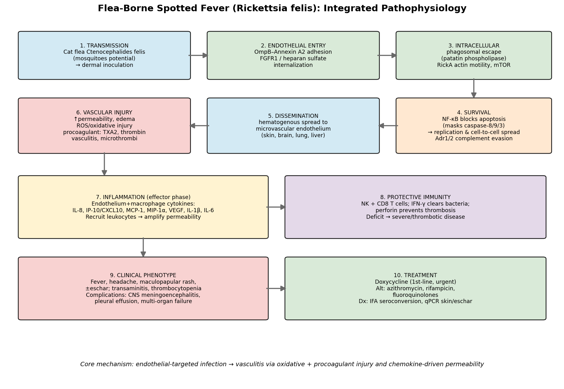 OpenScientist fbsf pathophysiology schematic