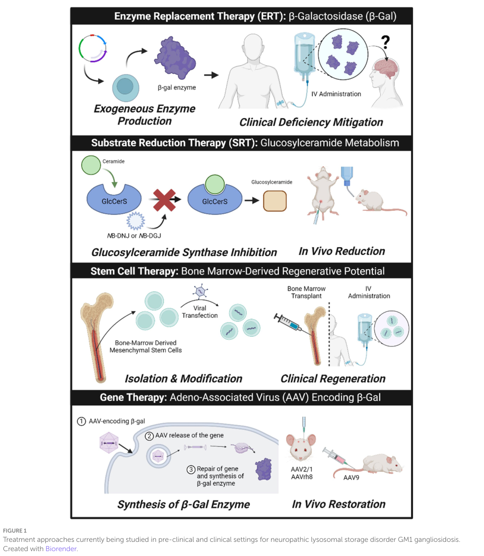 ## Context ID: pqac-00000032 This review contains two key summaries of treatments for GM1 gangliosidosis: 1. **Figure 1** (page 3) provides a schematic represen