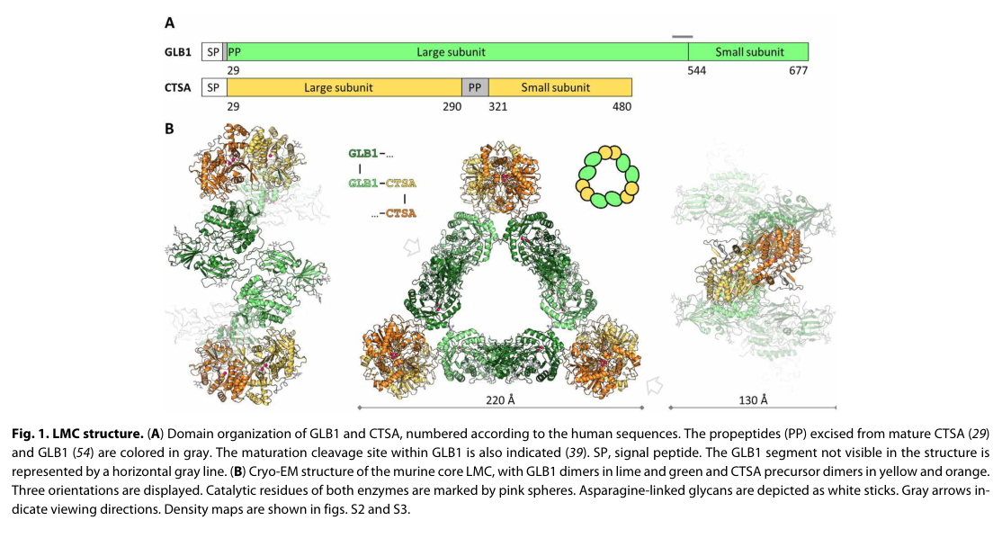 ## Context ID: pqac-00000029 Figure 1 shows the domain organization and the triangular cryo-EM structure of the lysosomal multienzyme complex (LMC) core, compos
