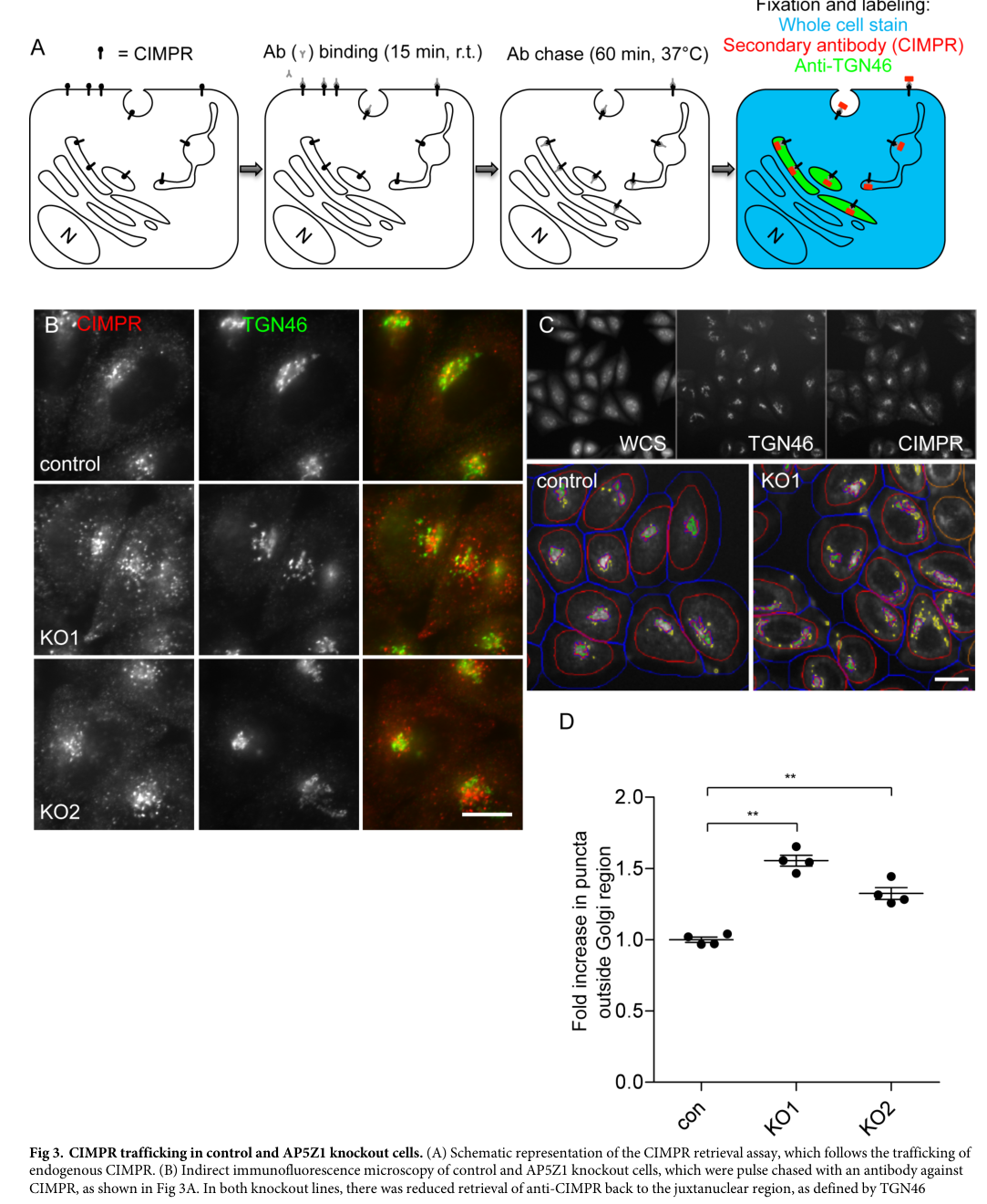 ## Context ID: pqac-00000029 The document provides several figures summarizing the function of AP-5 in endosome-to-Golgi retrieval. - **Figure 3** (image-007) i