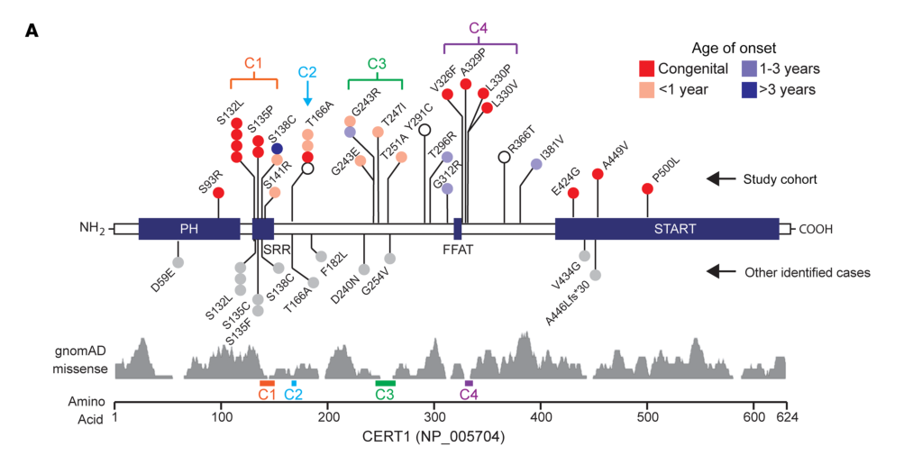 ## Context ID: pqac-00000009 The clinical phenotype information for the 31 CERT1/CerTra syndrome patients is summarized in Figure 1 and Table 1. Figure 1A shows