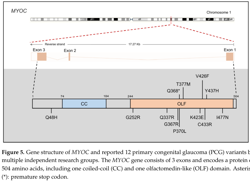 ## Context ID: pqac-00000018 I have extracted Figure 5, which illustrates the gene structure of MYOC and its variants. While the document does not contain any f