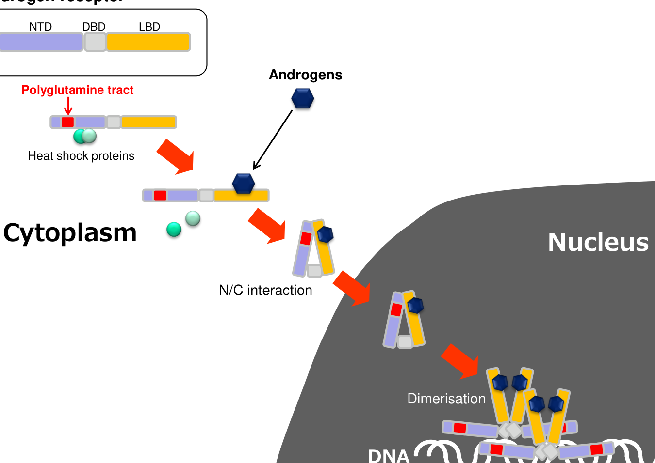 ## Context ID: pqac-00000027 Figure 2 provides a compact schematic of SBMA molecular pathogenesis, showing the androgen-dependent nuclear translocation and dime