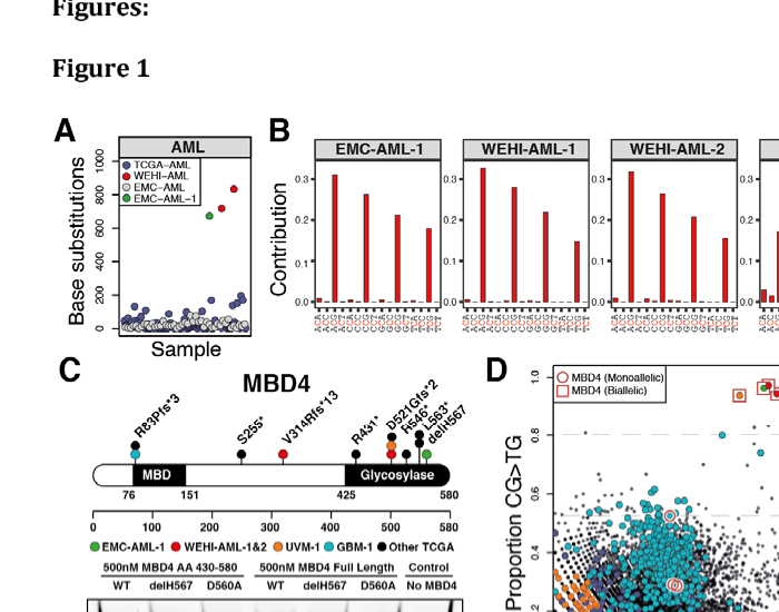 ## Context ID: pqac-00000035 Figure 1 illustrates the genetic and mutational landscape of MBD4-deficient AML cases. Panel A displays the significantly elevated 