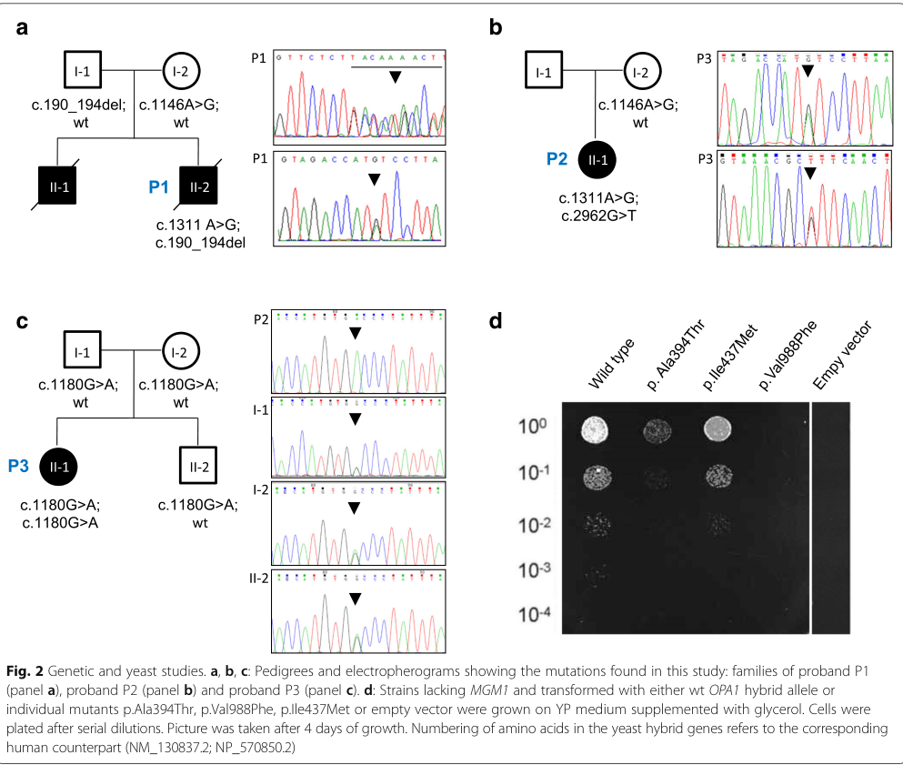 ## Context ID: pqac-00000011 The requested visual content has been extracted. Figure 2 (on page 6) shows the genetic and yeast studies. Specifically, panel **d*