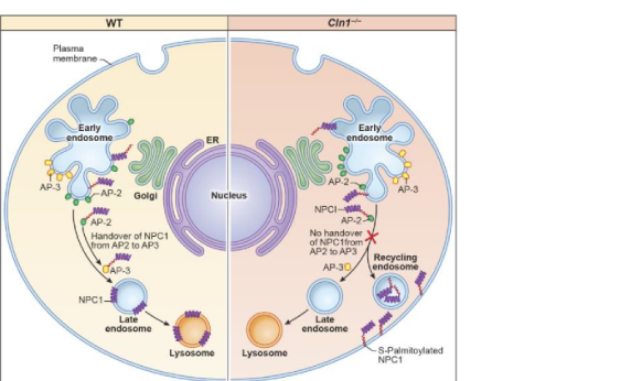 ## Context ID: pqac-00000026 The proposed pathogenic mechanism in CLN1/PPT1-deficient mice is illustrated through several schematics in the document. 1. **NPC1