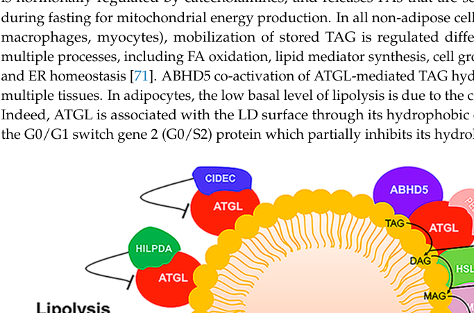 ## Context ID: pqac-00000041 Figure 4 provides a schematic representation of a lipid droplet (LD) and the proteins involved in its metabolism. It specifically i