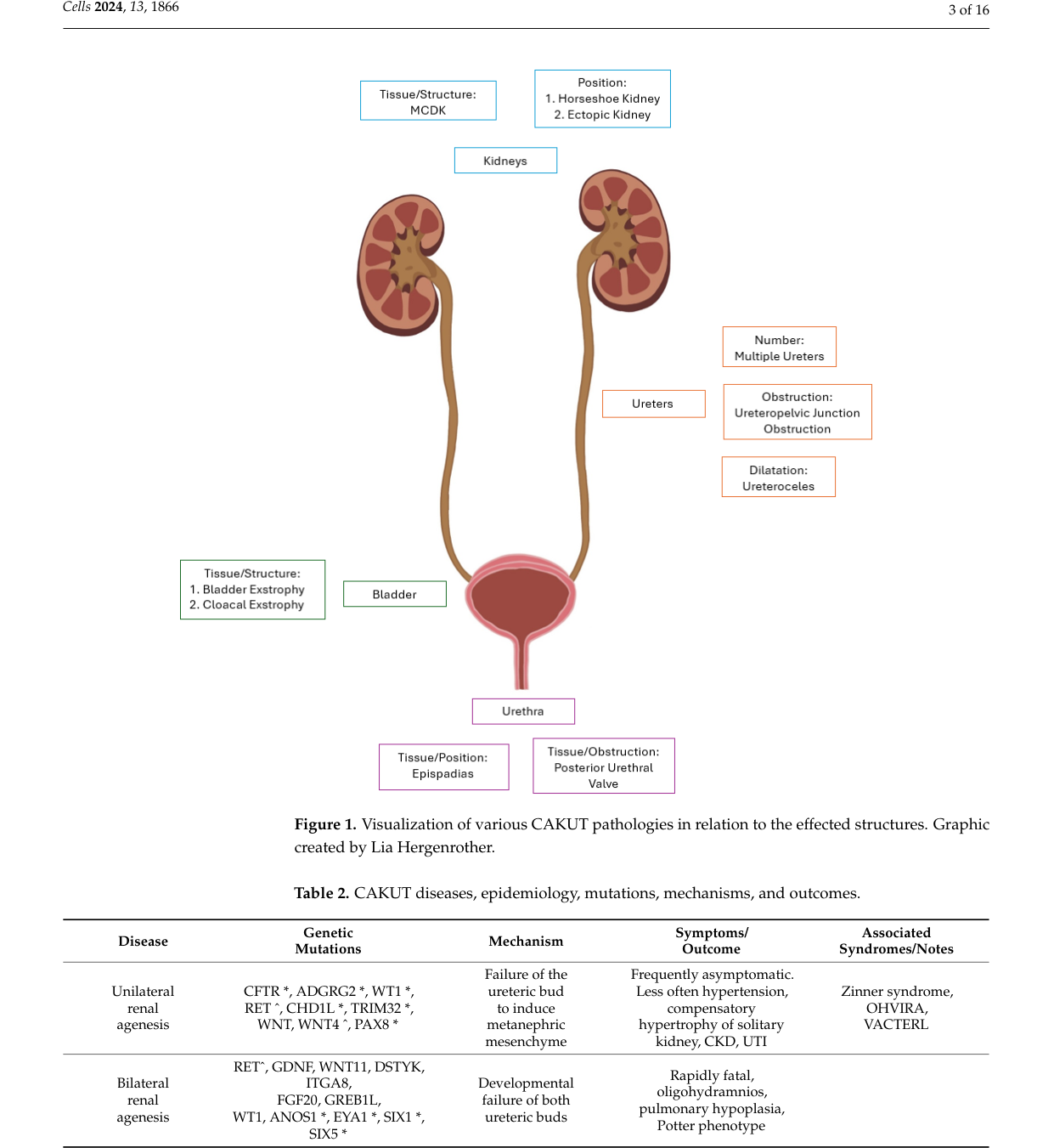 ## Context ID: pqac-00000021 The requested information can be found on page 3 of the document. Figure 1 provides a schematic summary of various CAKUT pathologie