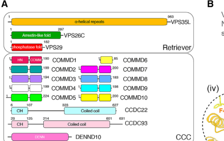 ## Context ID: pqac-00000017 The requested information is found in several figures within the document: 1. **Commander complex schematic**: Figure 1A (extracted