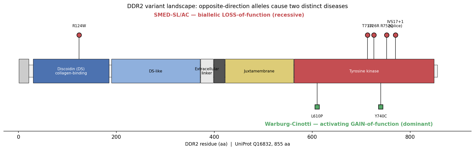 OpenScientist ddr2 variant landscape