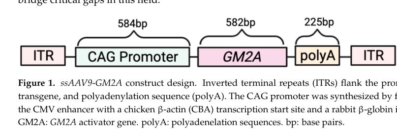 ## Context ID: pqac-00000017 The requested visual content from the document includes the following figures: - **Vector Construct (Figure 1):** Illustrates the s