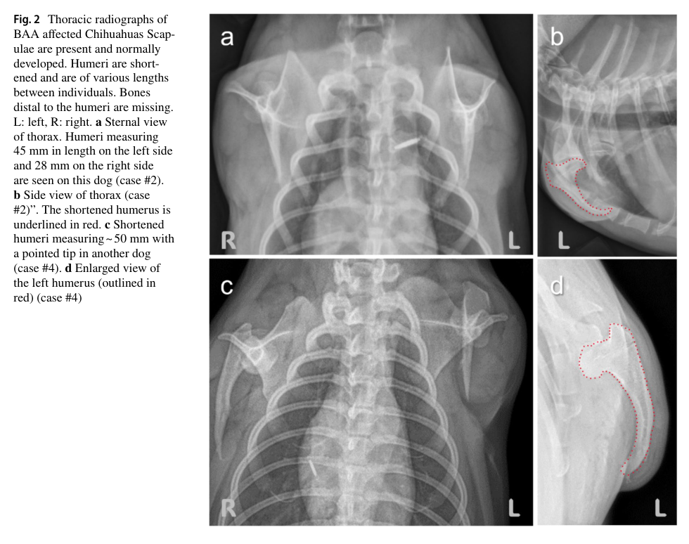 ## Context ID: pqac-00000014 The requested radiographic panel showing bilateral forelimb absence in Chihuahuas is found in Figure 2 on page 5 of the document. A