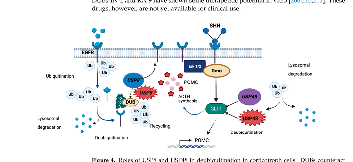 ## Context ID: pqac-00000023 The document contains several summaries of USP8 mutational hotspots in Cushing's disease (CD): 1. **Table 1 (on page 3)**: Summariz
