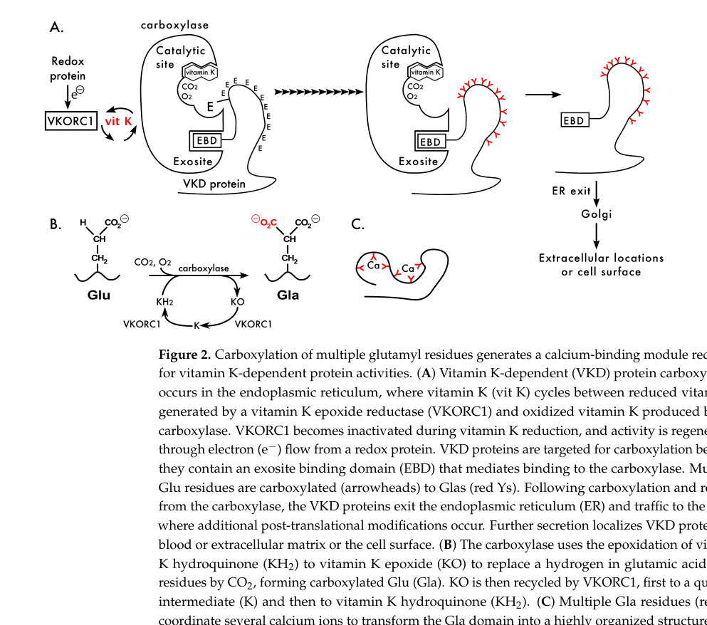 ## Context ID: pqac-00000047 Figure 2 (page 4) illustrates the vitamin K cycle and gamma-glutamyl carboxylation (GGCX/VKORC1), depicting the conversion of Glu t