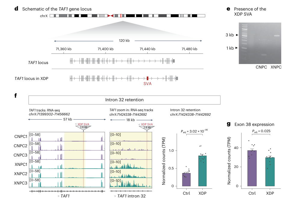 ## Context ID: pqac-00000056 Figure 1 on page 2 contains the requested information. Panel d provides a schematic of the TAF1 gene locus, showing the position of